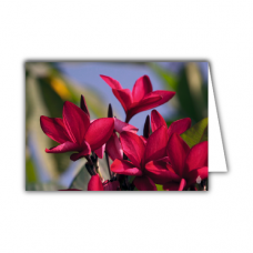 Greeting card | Weigela